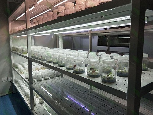 汕尾植物组织培养实验室设计建设方案